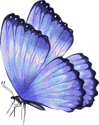 Butterfly watercolor