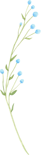 Watercolor wildflower