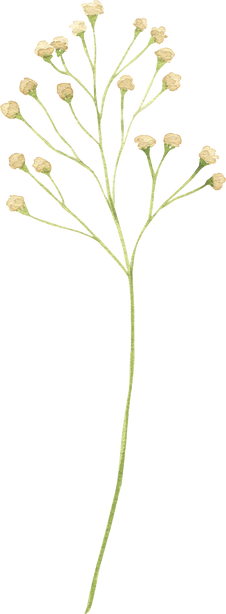 Watercolor wildflower