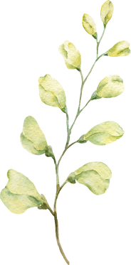 White flowers with green leaves, watercolor, illustration