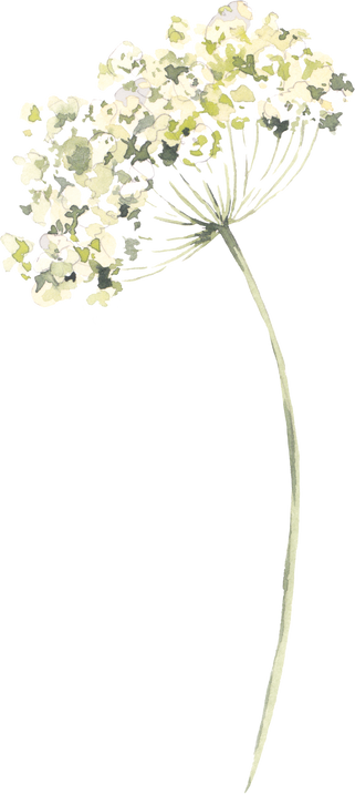 Watercolor Wildflower