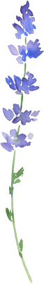 Wildflowers